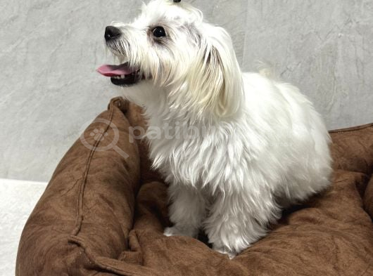 5 Buçuk Aylık Safkan Maltipo Erkek Acilll İzmir Maltipoo görsel