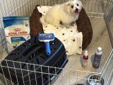 5 Buçuk Aylık Safkan Maltipo Erkek Acilll İzmir Maltipoo
