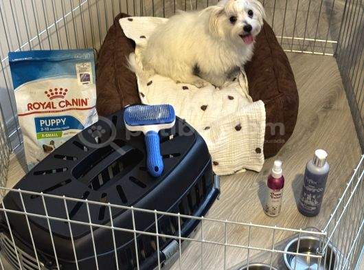 5 Buçuk Aylık Safkan Maltipo Erkek Acilll İzmir Maltipoo görsel