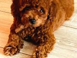 Micro Boy Toy Poodle Kızımız Yeni Yuvasını Arıyor İstanbul Poodle