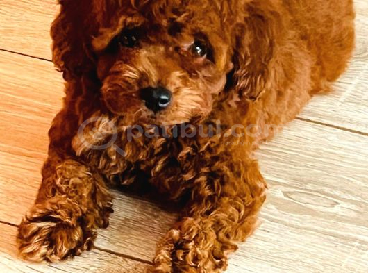 Micro Boy Toy Poodle Kızımız Yeni Yuvasını Arıyor İstanbul Poodle