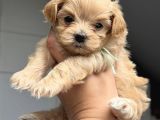 Kore Malti̇poo Bebekleri̇mi̇z