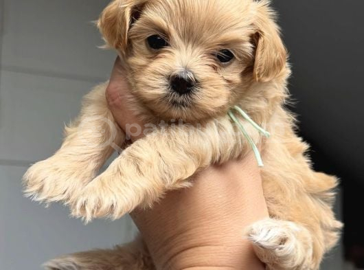 KORE MALTİPOO BEBEKLERİMİZ