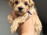 Kore Malti̇poo Bebekleri̇mi̇z