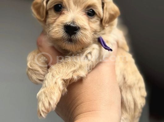 Kore Malti̇poo Bebekleri̇mi̇z görsel