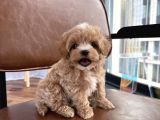 Gülen Yüz Malti̇poo Yavrular