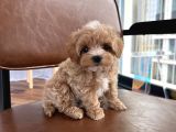 Gülen Yüz Malti̇poo Yavrular
