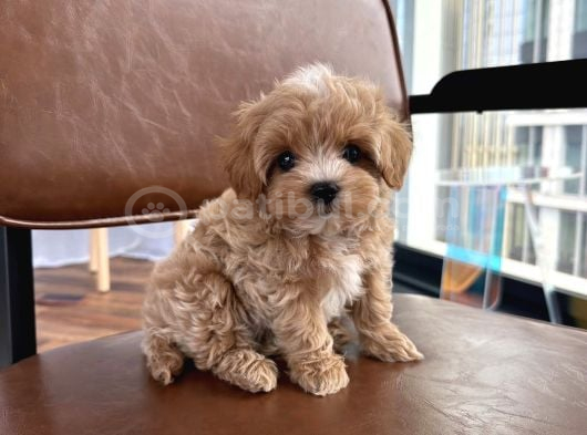 Gülen Yüz Malti̇poo Yavrular görsel