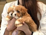 Maskeli̇ Parti̇ Color Malti̇poo Bebekleri̇mi̇z