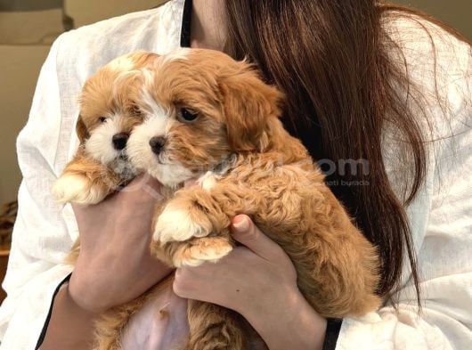 Maskeli̇ Parti̇ Color Malti̇poo Bebekleri̇mi̇z görsel