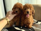 Toy Poodle Kardeşler Evleri̇ Bekli̇yorlar