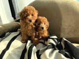 Toy Poodle Kardeşler Evleri̇ Bekli̇yorlar