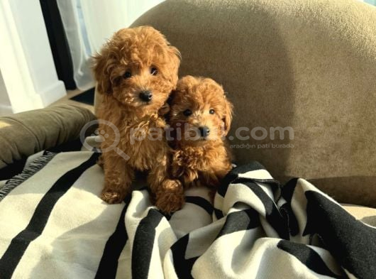 Toy Poodle Kardeşler Evleri̇ Bekli̇yorlar görsel