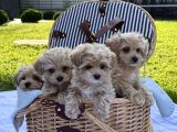 Sepet Dolusu Malti̇poo Yavrularimiz