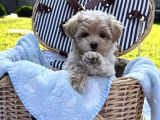 Sepet Dolusu Malti̇poo Yavrularimiz
