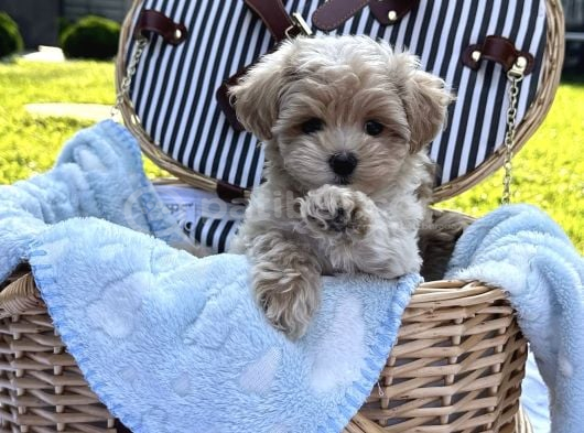 Sepet Dolusu Malti̇poo Yavrularimiz görsel