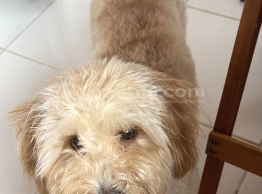 10 Aylık Aşıları Tam  İstanbul Maltipoo görsel