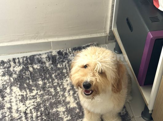 10 Aylık Aşıları Tam  İstanbul Maltipoo