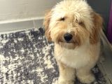 10 Aylık Aşıları Tam  İstanbul Maltipoo