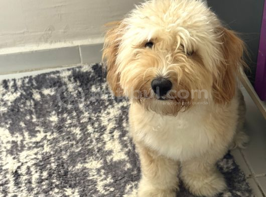 10 Aylık Aşıları Tam  İstanbul Maltipoo görsel