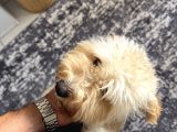 10 Aylık Aşıları Tam  İstanbul Maltipoo