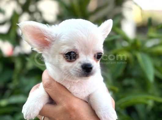 Sevimli Ve Eğitimli Chihuahua Yavrular