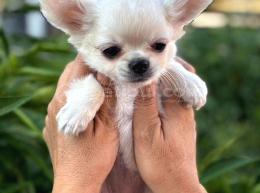 Sevimli Ve Eğitimli Chihuahua Yavrular görsel
