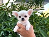 Sevimli Ve Eğitimli Chihuahua Yavrular