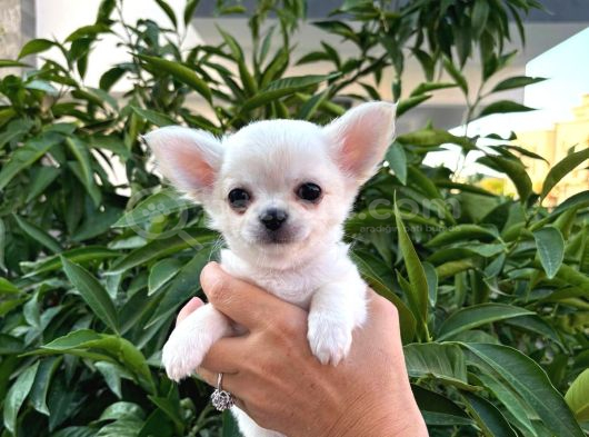 Sevimli Ve Eğitimli Chihuahua Yavrular görsel