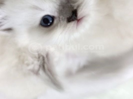 British Longhair Chocolate Point Yavrularımız