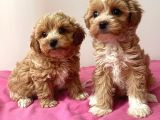 Çok Özel Maltipoo Yavrulari