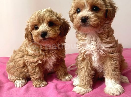 Çok Özel Maltipoo Yavrulari