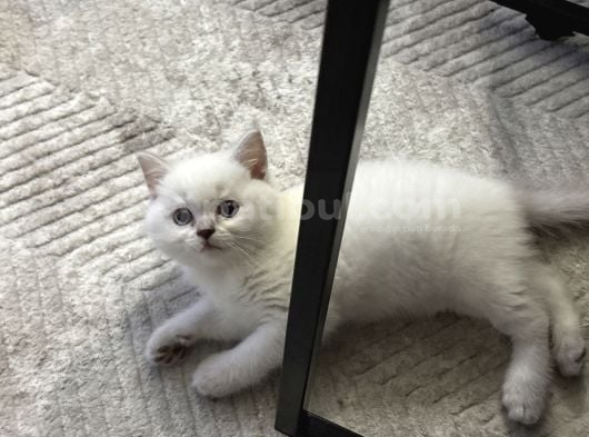 Kaliteli Blue Point görsel