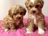 Çok Özel Maltipoo Yavrulari