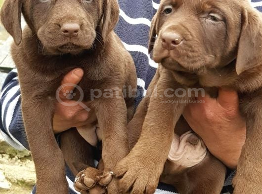 A Plus Kali̇te Labrador Yavrular görsel