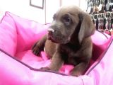 A Plus Kali̇te Labrador Yavrular