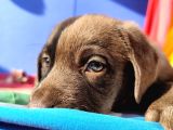 A Plus Kali̇te Labrador Yavrular