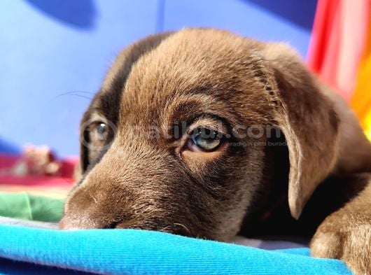 A Plus Kali̇te Labrador Yavrular görsel