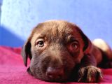 A Plus Kali̇te Labrador Yavrular