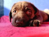 A Plus Kali̇te Labrador Yavrular