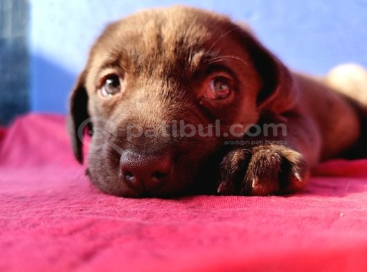 A Plus Kali̇te Labrador Yavrular