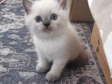 Safkan British Shorthair Blue Point Yavrular Bursa