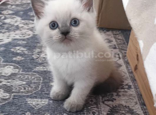 Safkan British shorthair blue point yavrular Bursa