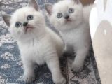 Safkan British Shorthair Blue Point Yavrular Bursa