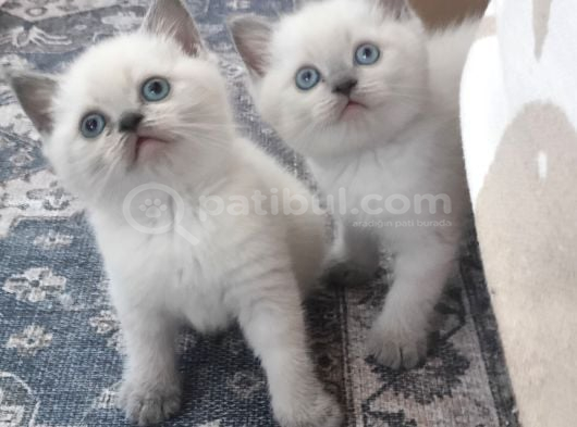 Safkan British Shorthair Blue Point Yavrular Bursa görsel