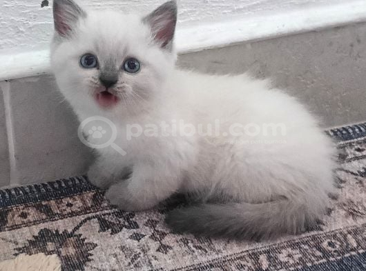 Safkan British Shorthair Blue Point Yavrular Bursa görsel