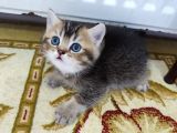 Öz British Shorthair İstanbul