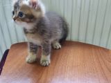 Öz British Shorthair İstanbul