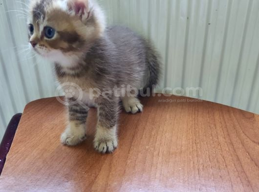 Öz British Shorthair İstanbul görsel