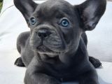 Blue French Bulldog Yavruları